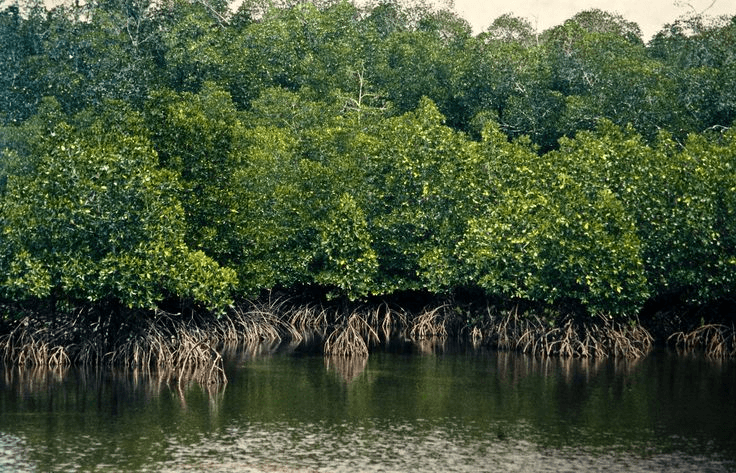 12 sites suivis pour mieux comprendre la biodiversité locale