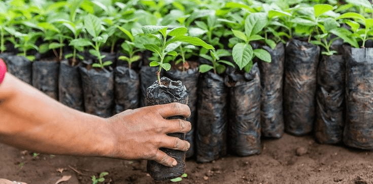 20 000 nouveaux plants pour la campagne de restauration 2026